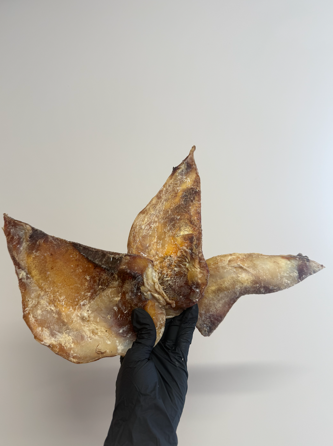 Medium Beef Moon Bone - Tough, Mighty & Not Actual Bone