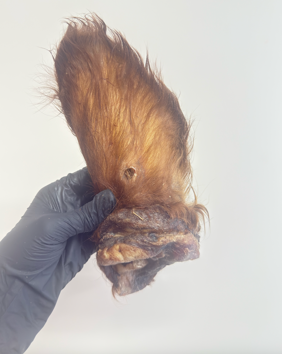 Hairy Cow Ears – Chewy Treat With Natural Digestive Support