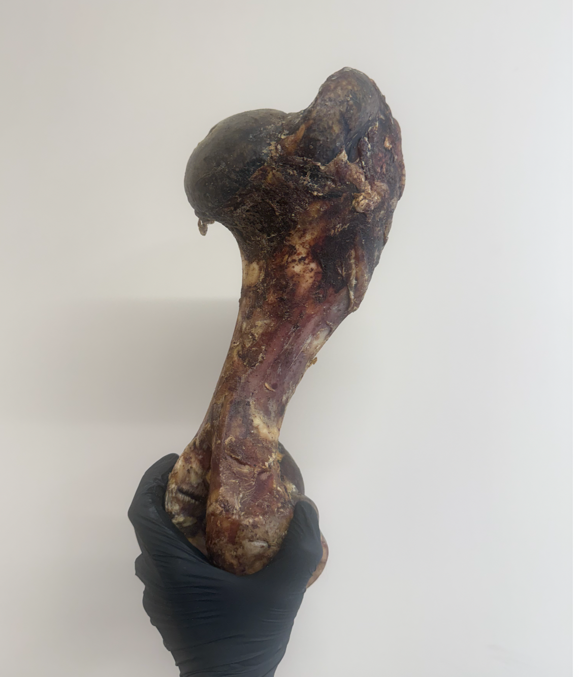 Postman's Leg - Dino Bone - Giant Beef Shin Bone