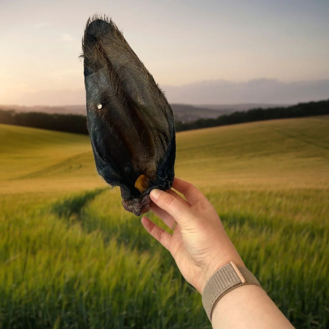 Large Hairy Buffalo Ears