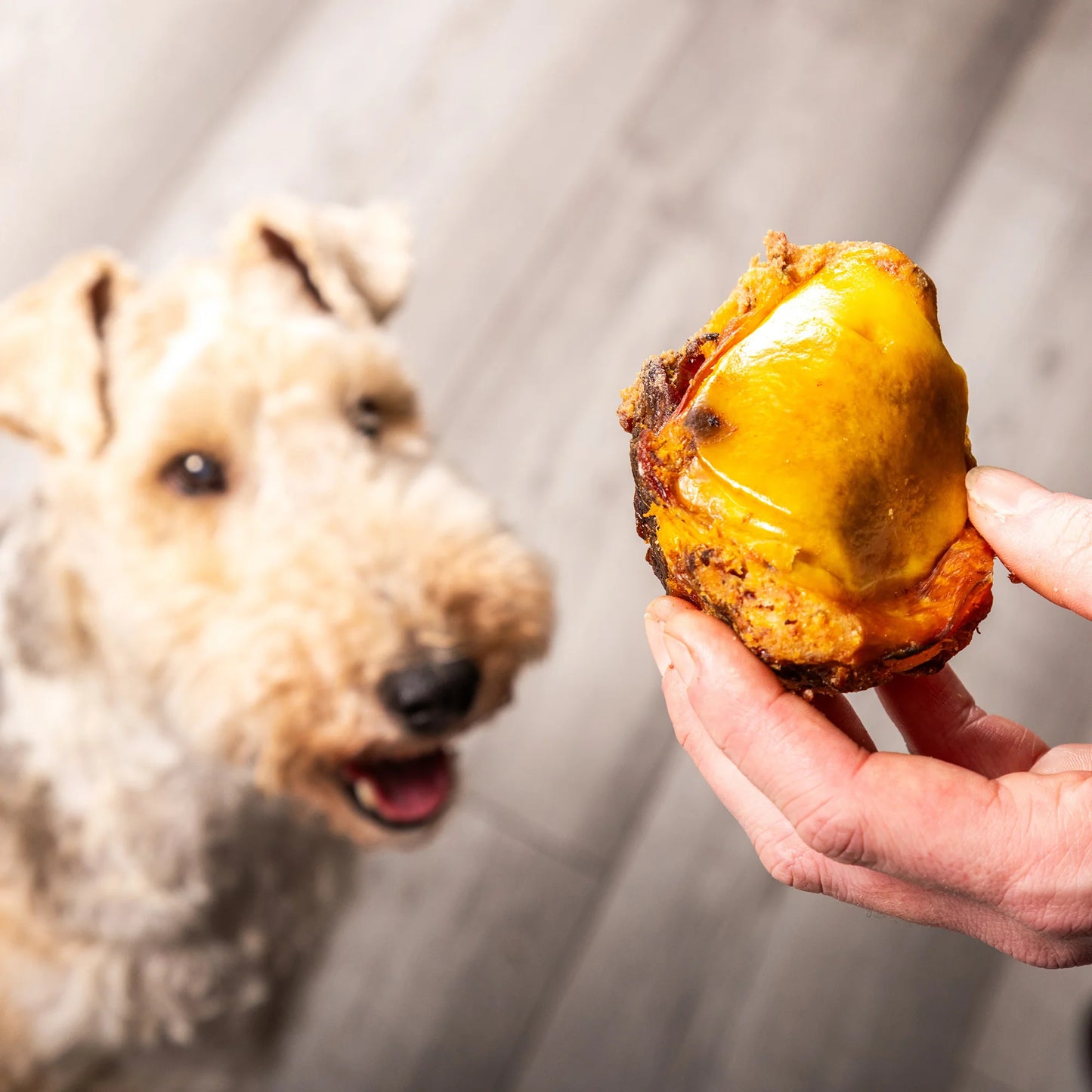 2 x Beef Knees – Durable Chew Great For Dental And Jaw Strength
