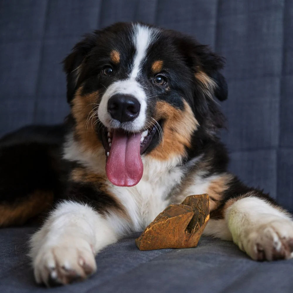 Large Heather Root - Durable, Natural & Non Splintering For Bigger Doggos