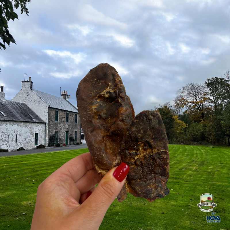 Beef Testicles – Chewy, Rich & Packed With Collagen