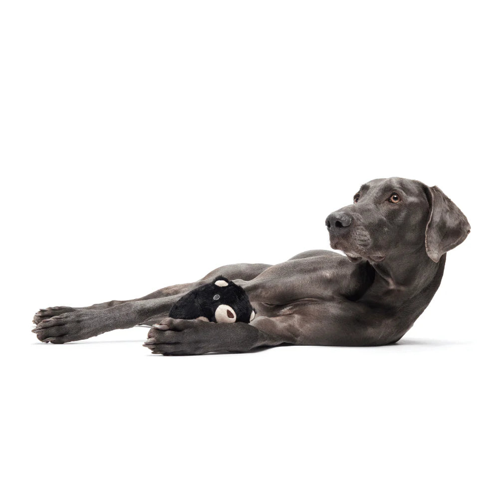 BARK Black Bear Bones Dog Toy - Hidden Toy Inside