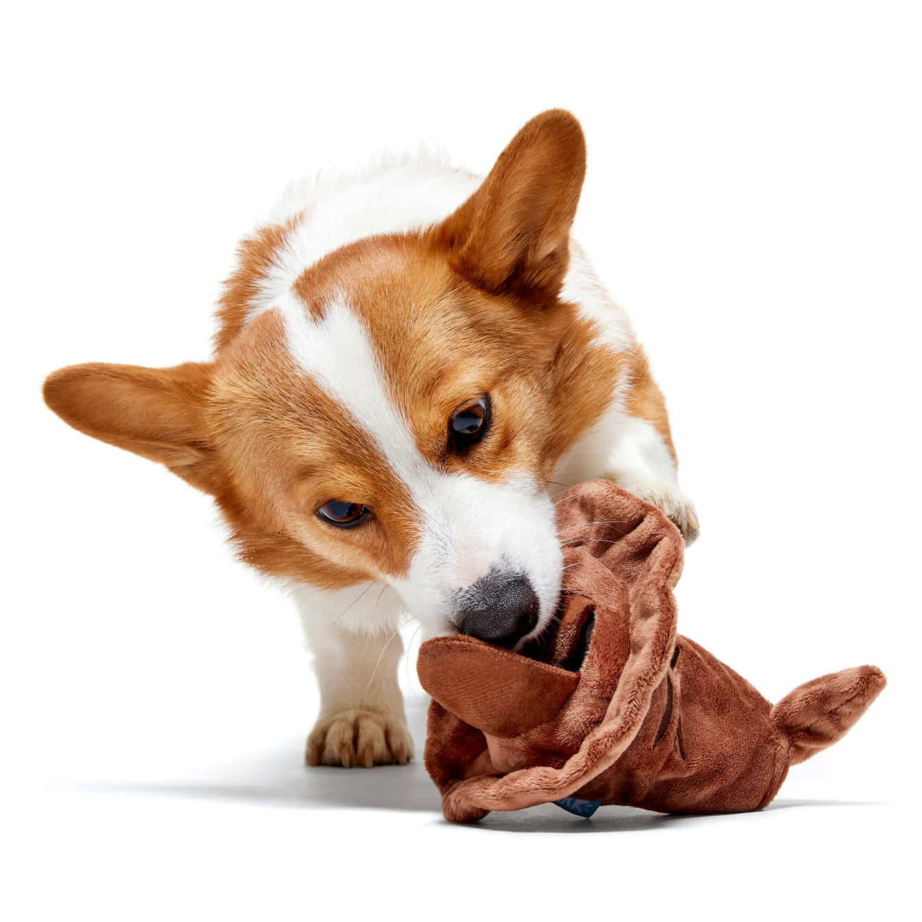 BARK Harry Potter Sorting Hat