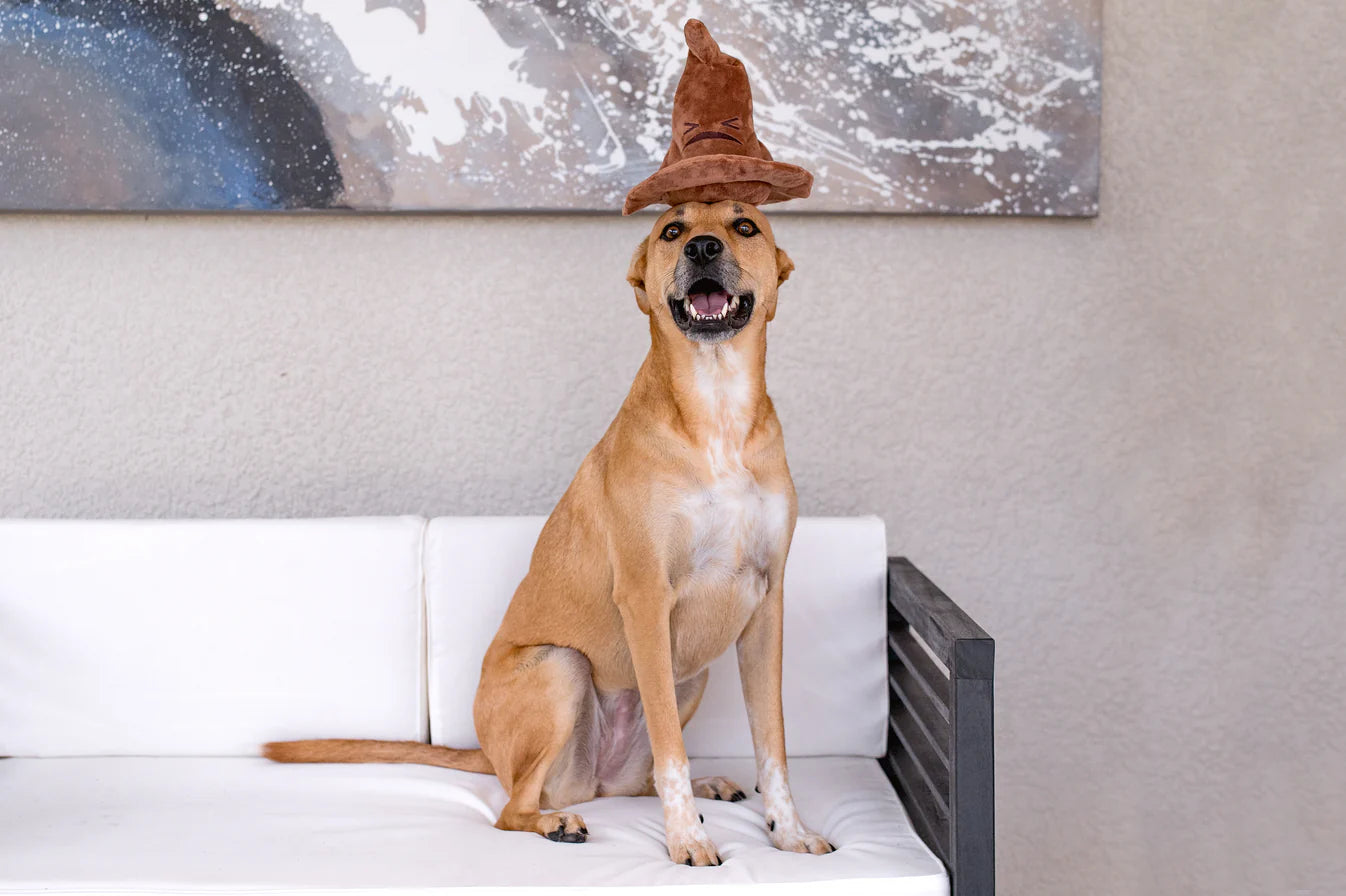 BARK Harry Potter Sorting Hat
