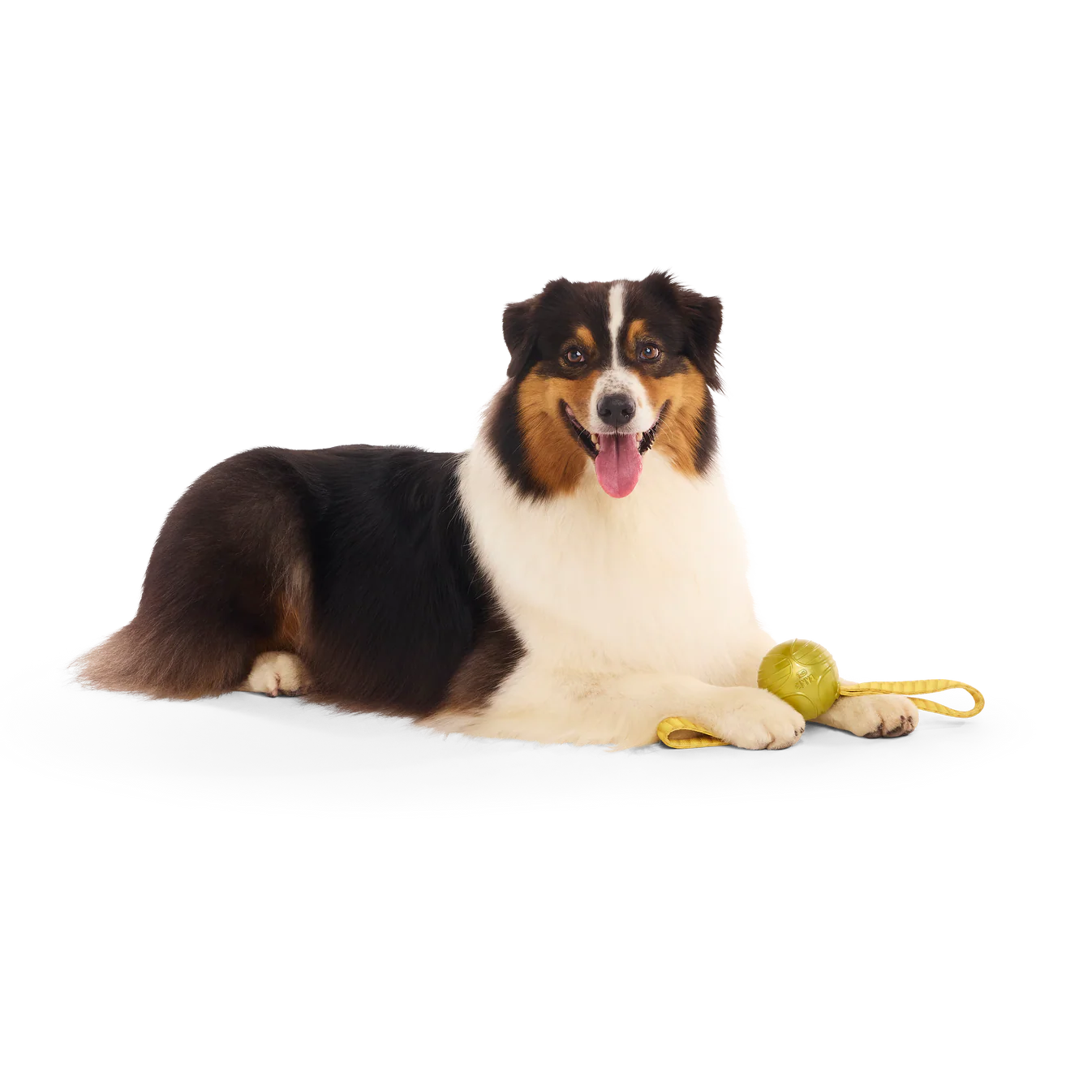 BARK Harry Potter The Golden Snitch