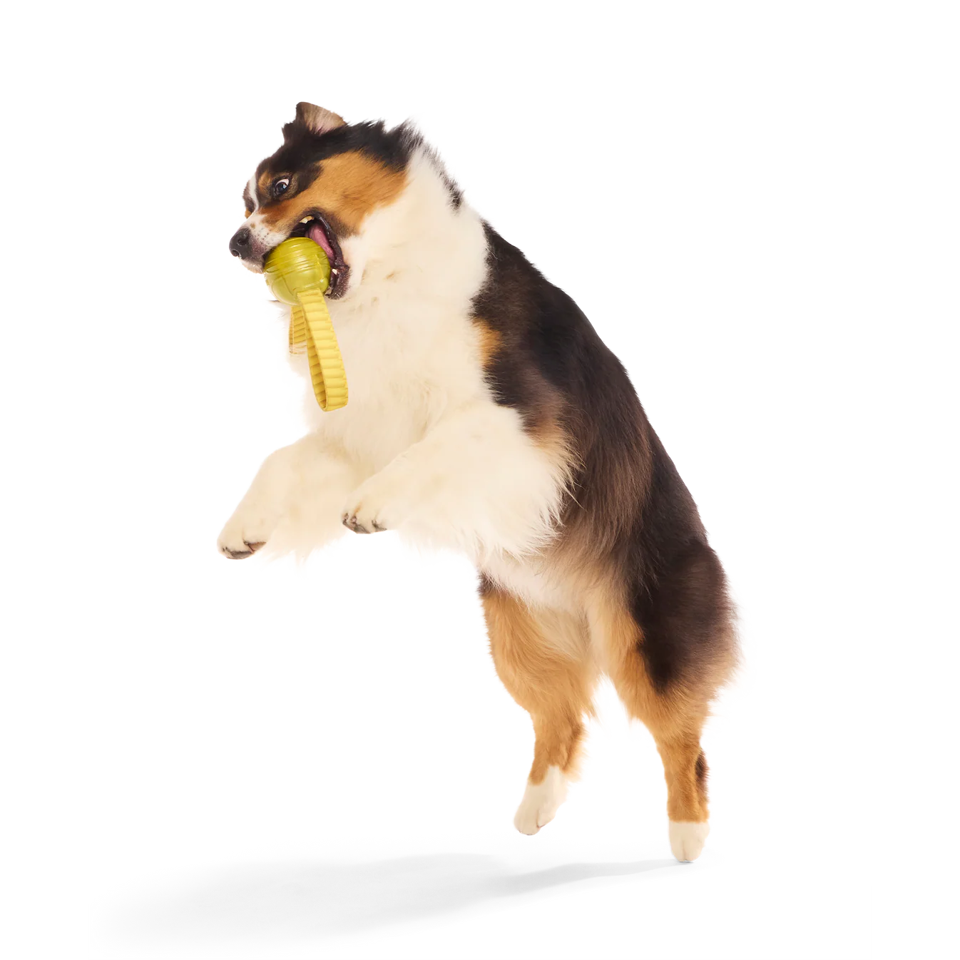 BARK Harry Potter The Golden Snitch