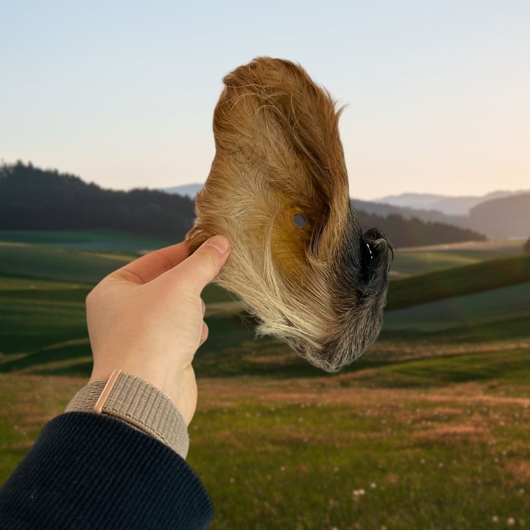 Hairy Cow Ears – Chewy Treat With Natural Digestive Support