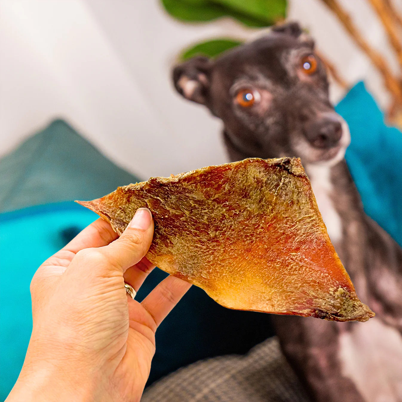 Beef Moon Bone – Extra Tough Chew & Not Actual Bone - S, M & L Available