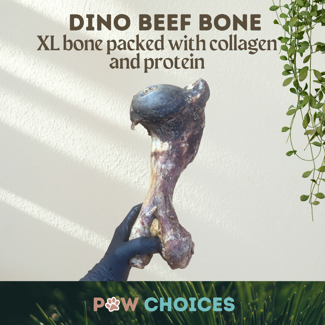 Postman's Leg - Dino Bone - Giant Beef Shin Bone