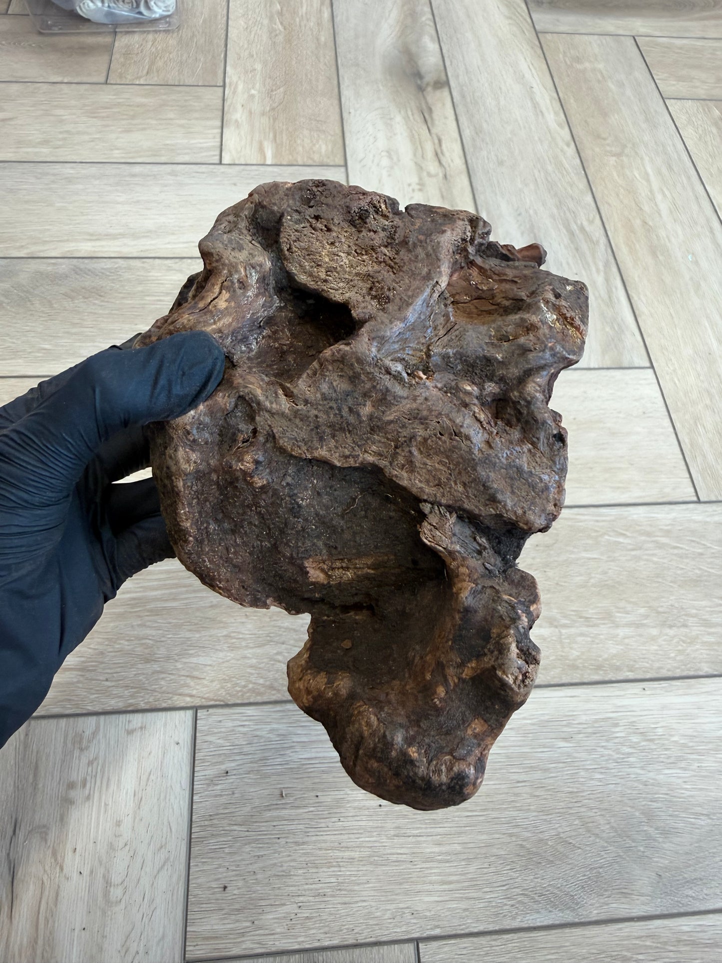 Large Heather Root - Durable, Natural & Non Splintering For Bigger Doggos
