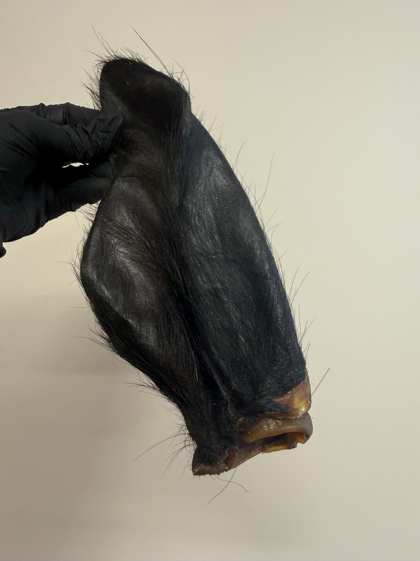 Large Hairy Buffalo Ears