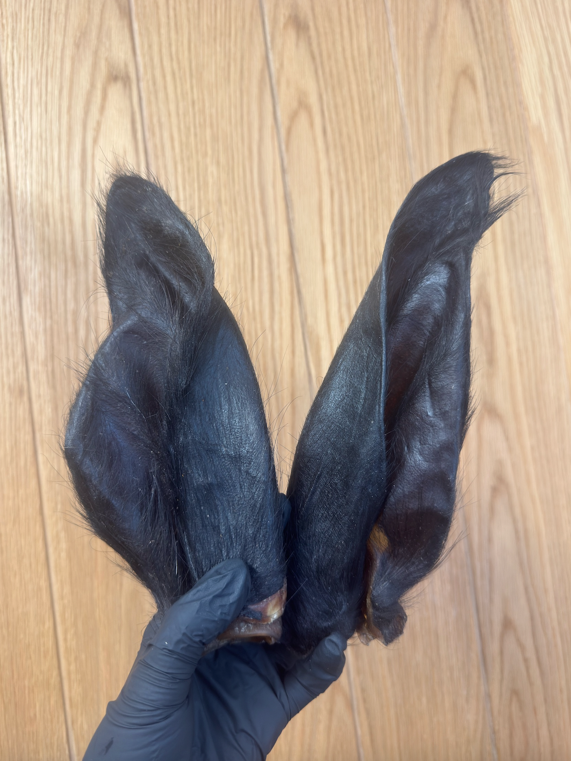 Large Hairy Buffalo Ears