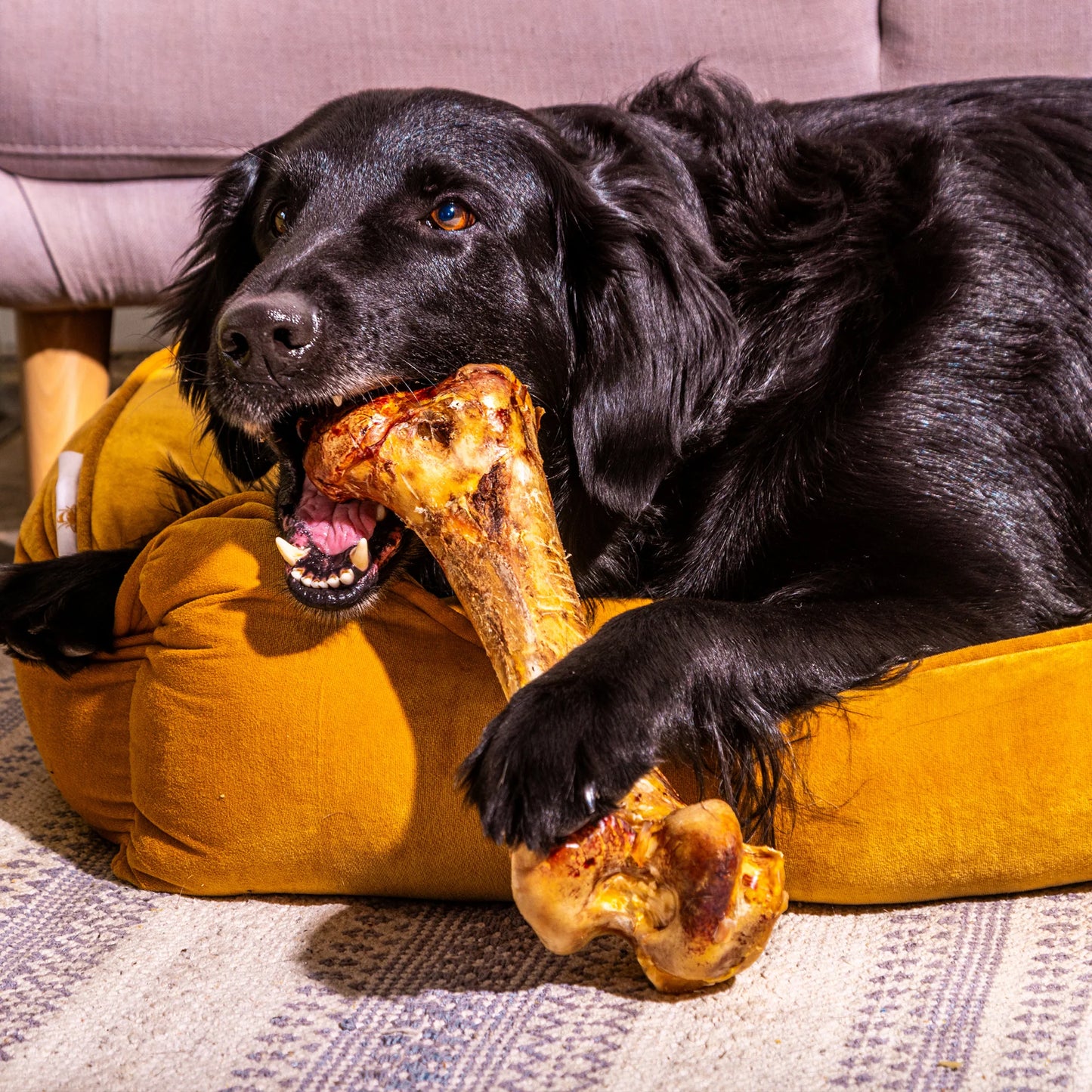 Ostrich Dino Bone - Giant, Hypoallergenic & Long-Lasting