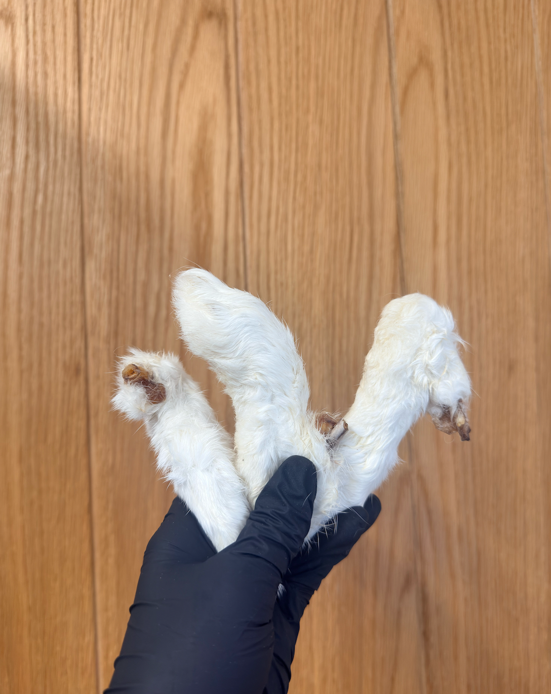 Hairy Rabbit Feet – Chewy, Nutritious & Enriching