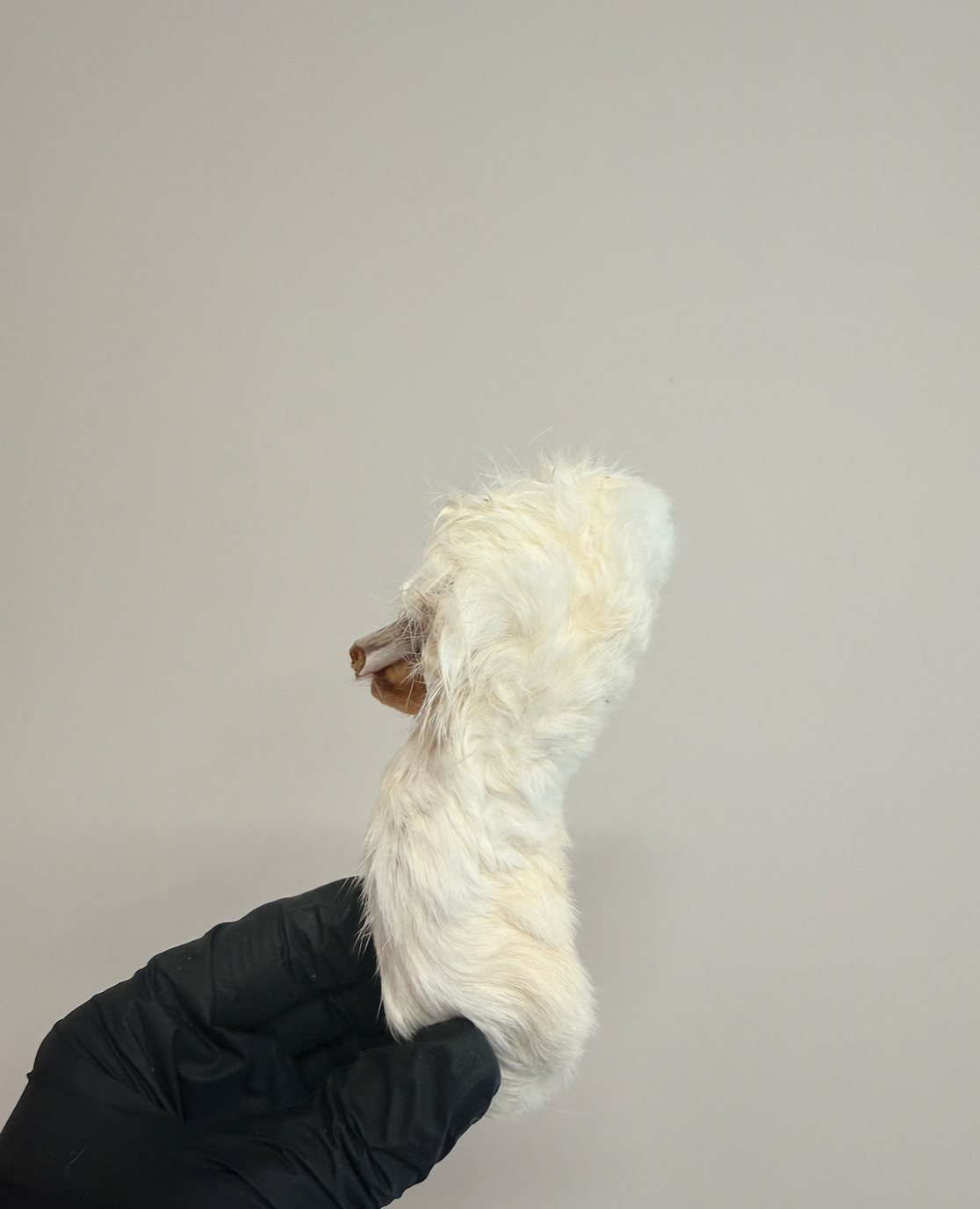Hairy Rabbit Feet – Chewy, Nutritious & Enriching