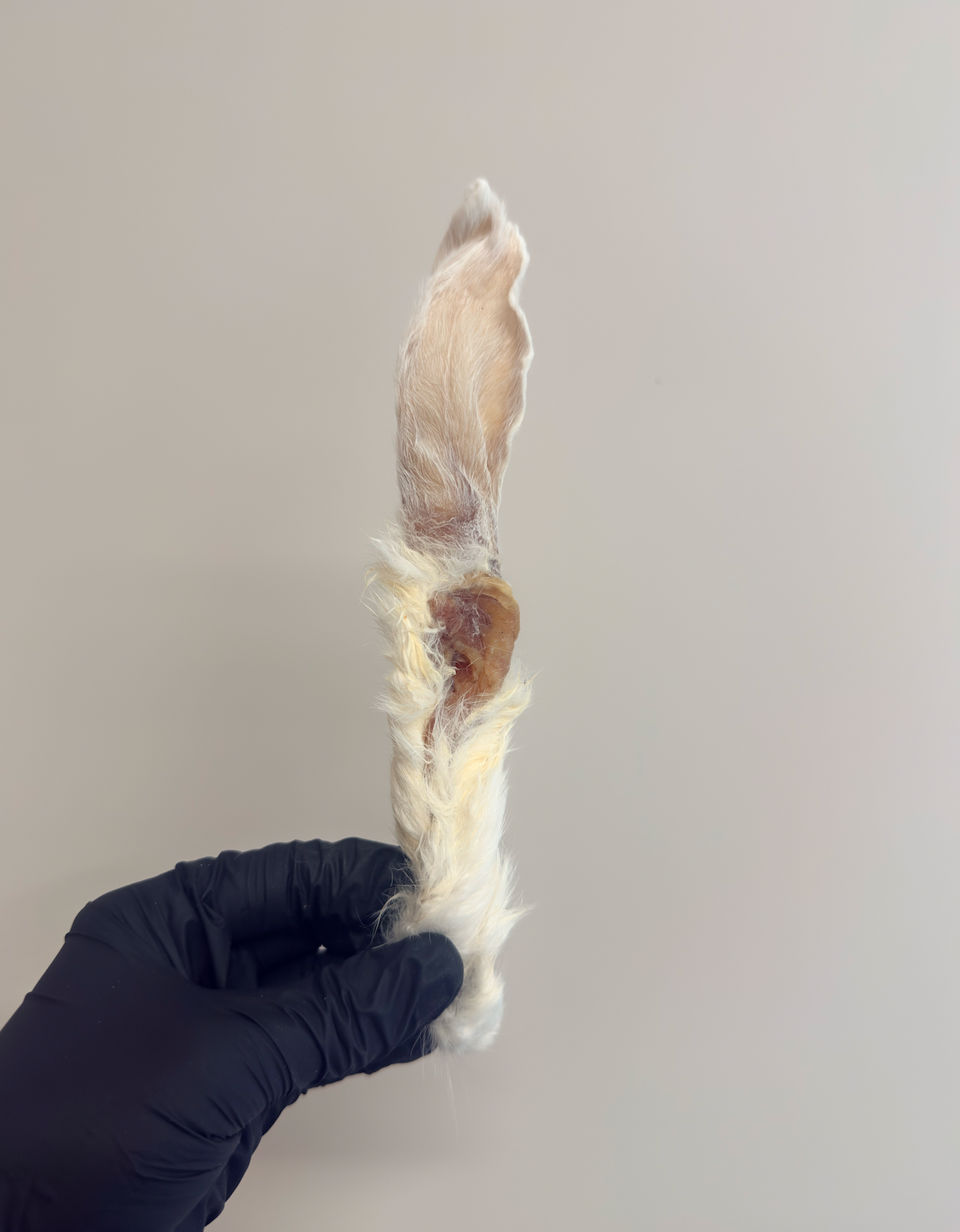 Hairy Rabbit Ears – Chewy, Natural & Enriching