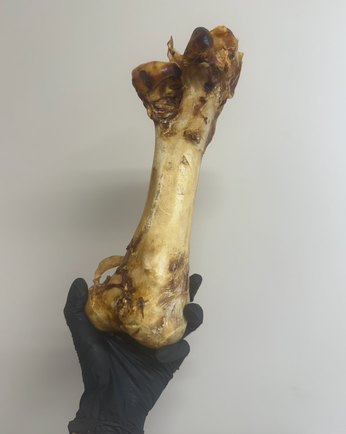 Ostrich Dino Bone - Giant, Hypoallergenic & Long-Lasting