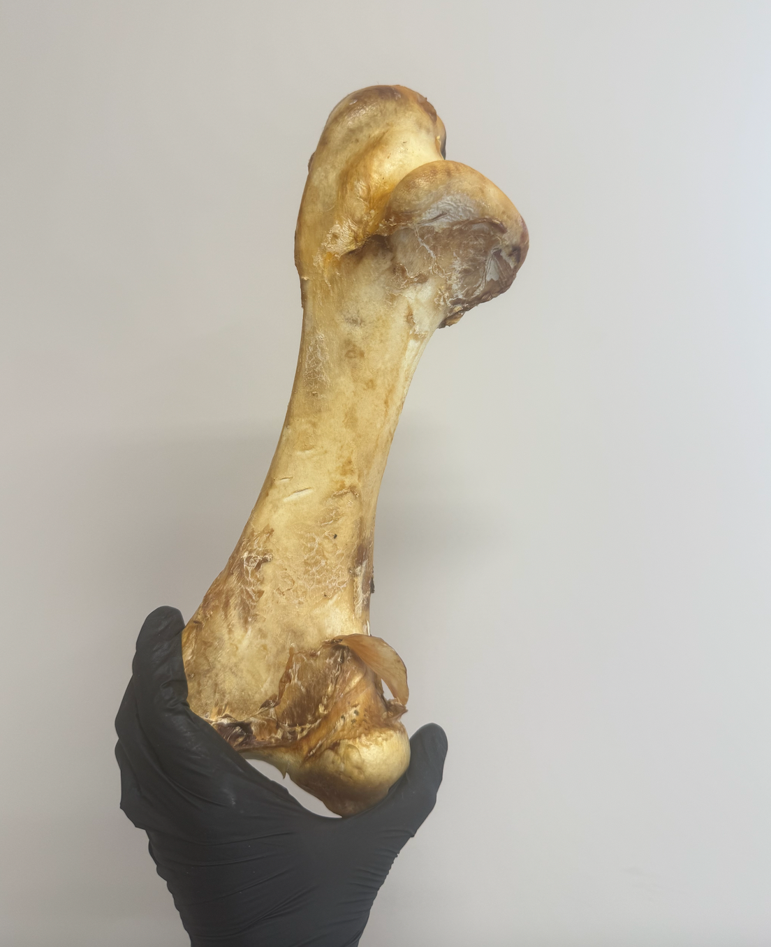 Ostrich Dino Bone - Giant, Hypoallergenic & Long-Lasting