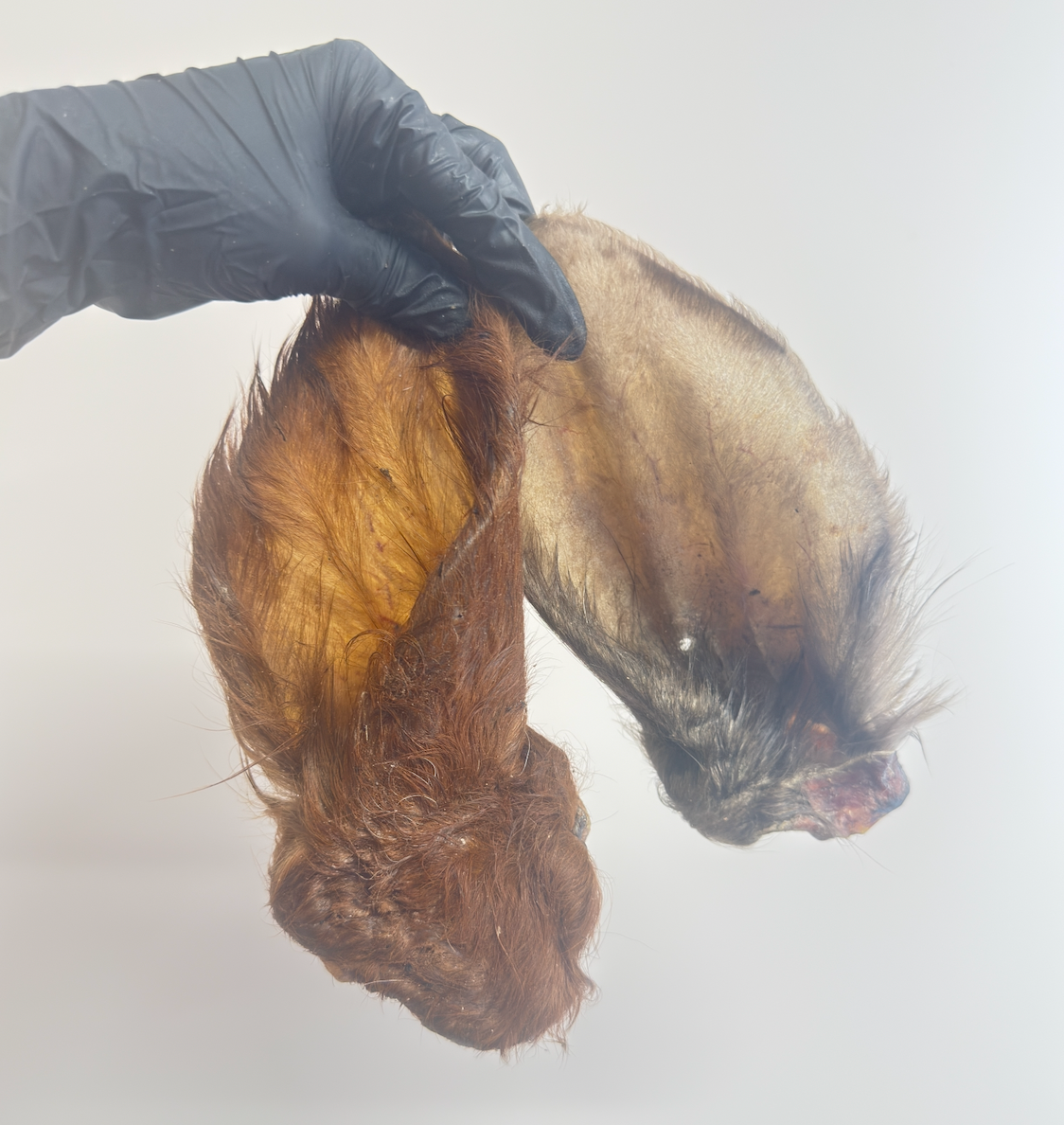Hairy Cow Ears – Chewy Treat With Natural Digestive Support