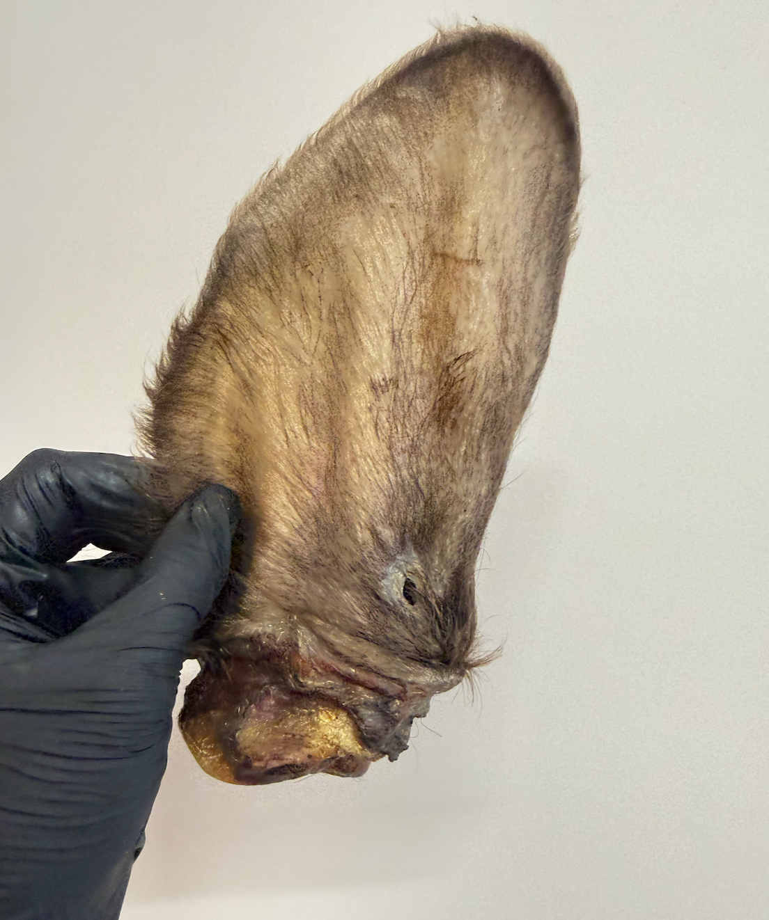 Hairy Cow Ears – Chewy Treat With Natural Digestive Support