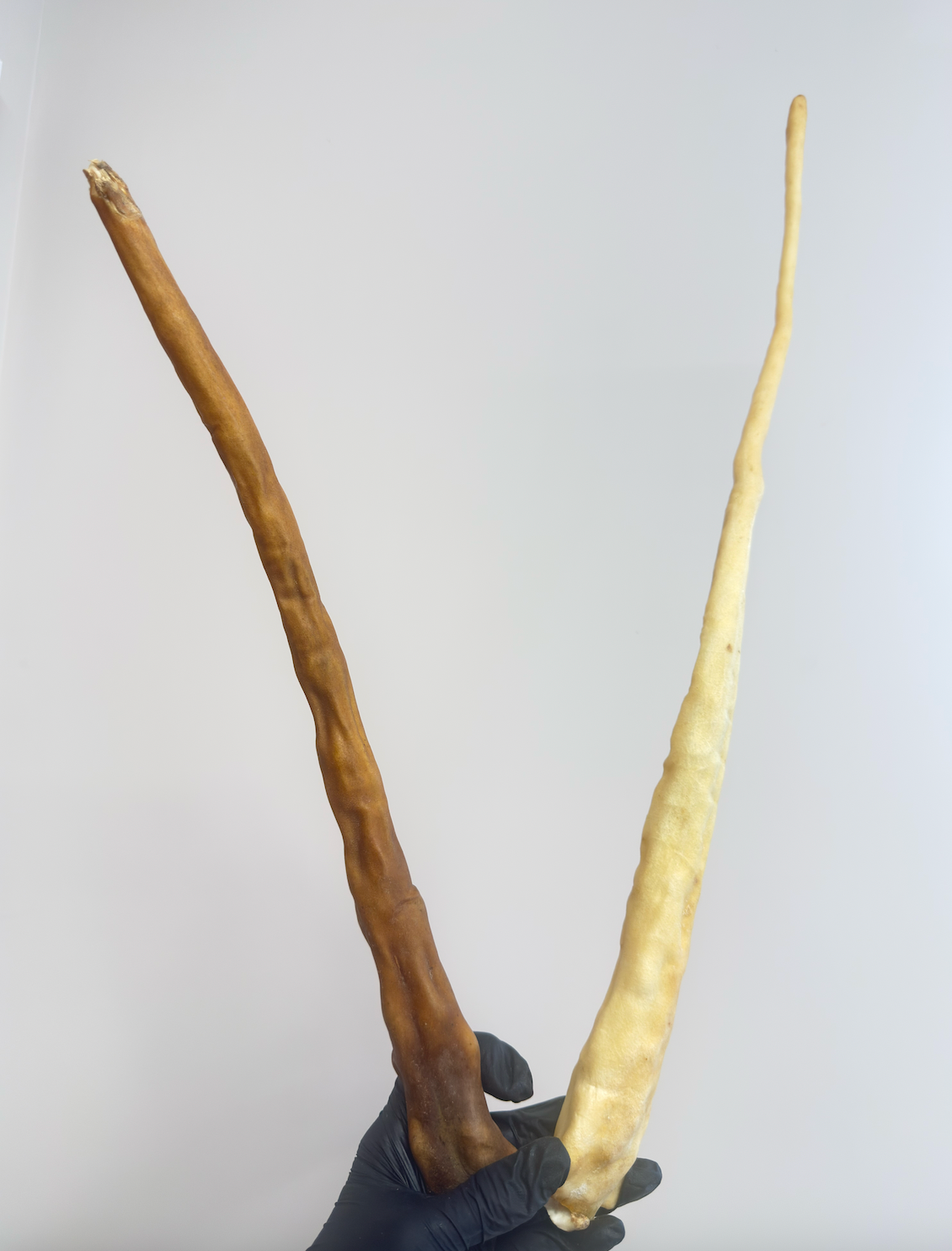 XL Buffalo Tails - Sizes between 25cm and 45cm