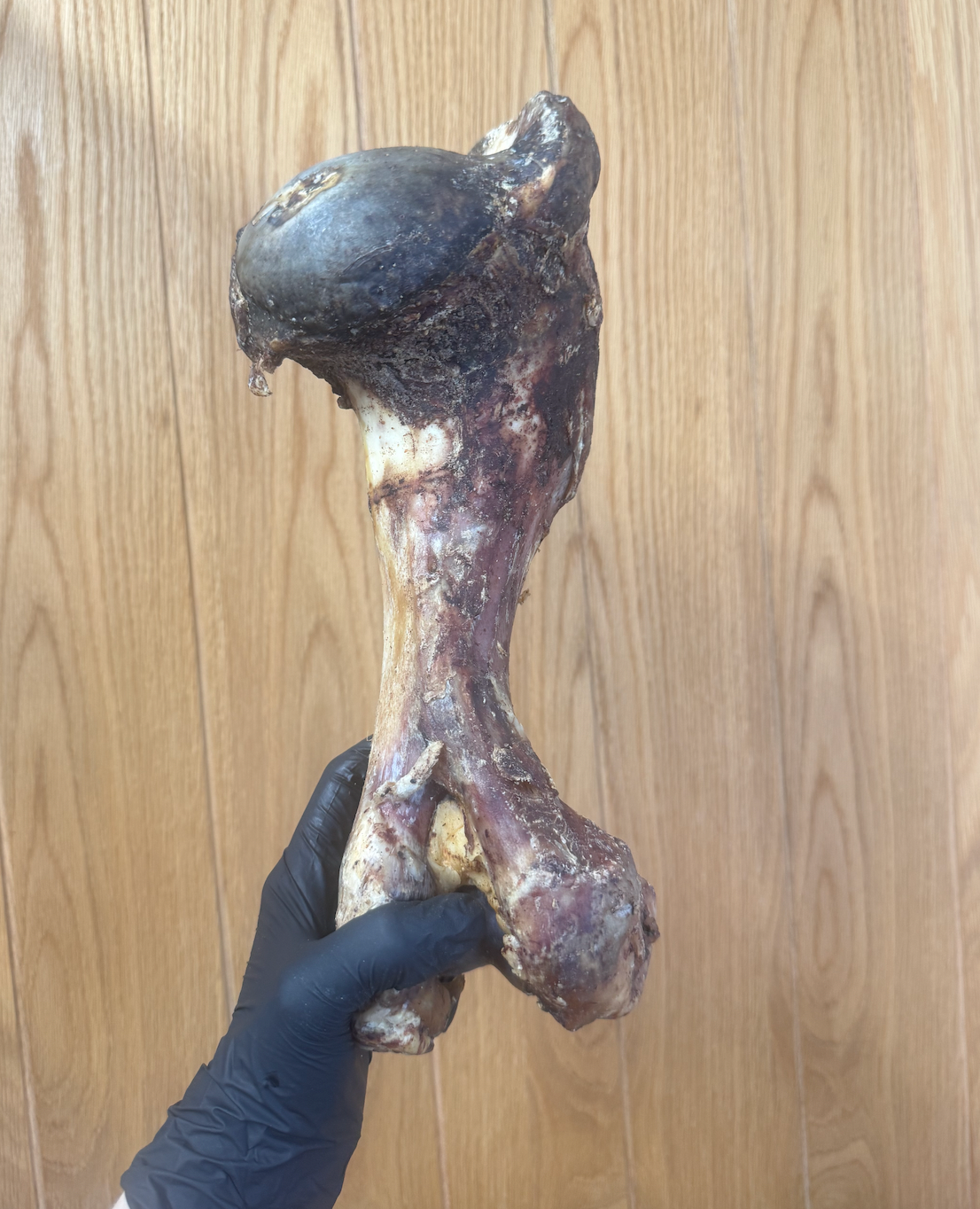 Postman's Leg - Dino Bone - Giant Beef Shin Bone