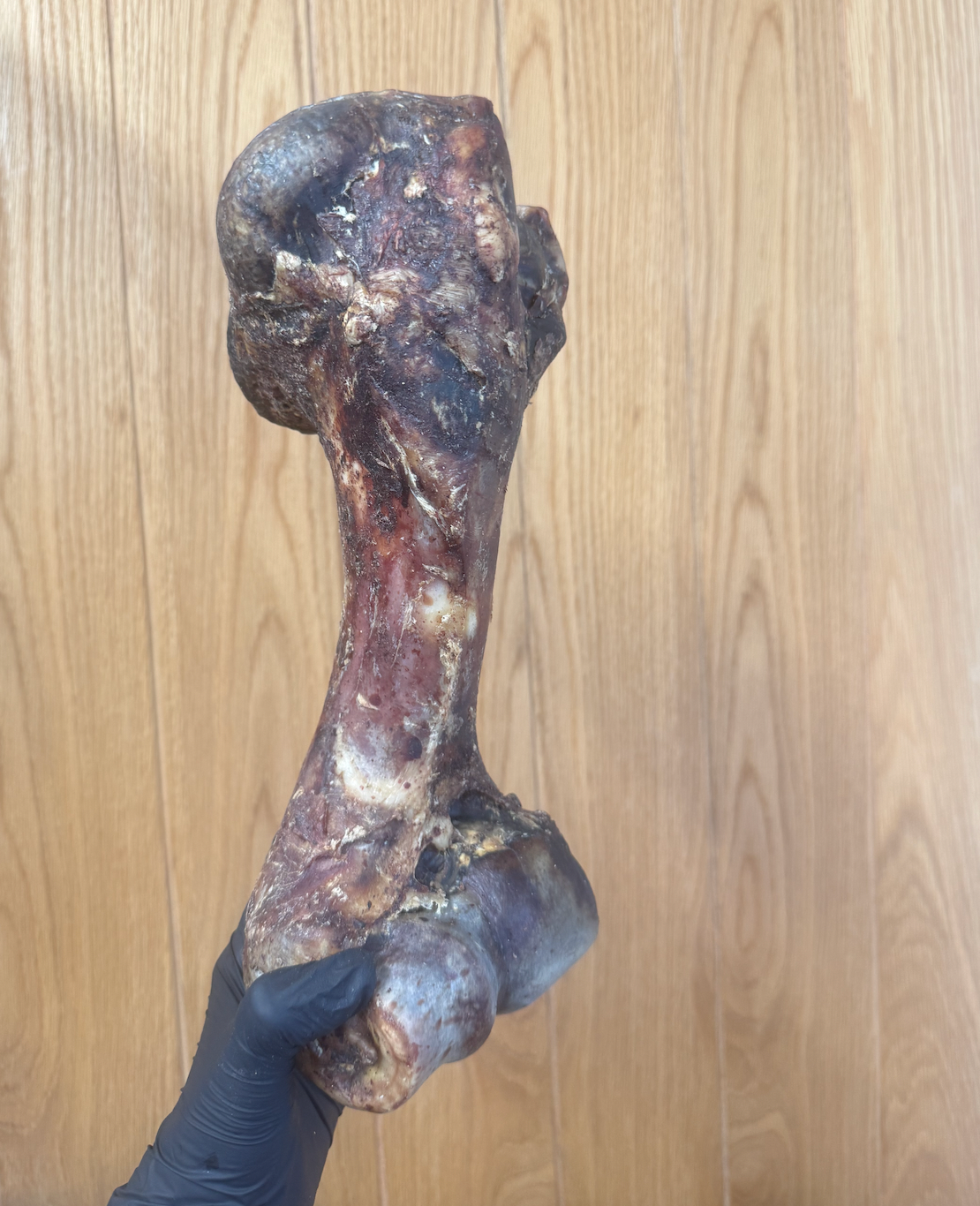 Postman's Leg - Dino Bone - Giant Beef Shin Bone