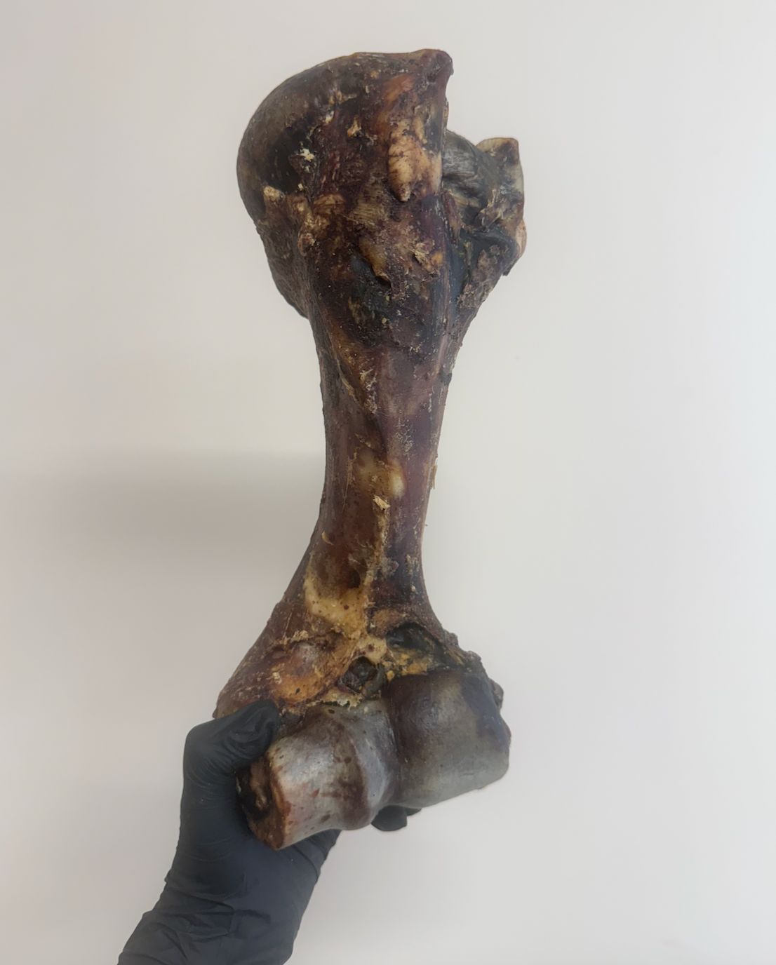 Postman's Leg - Dino Bone - Giant Beef Shin Bone
