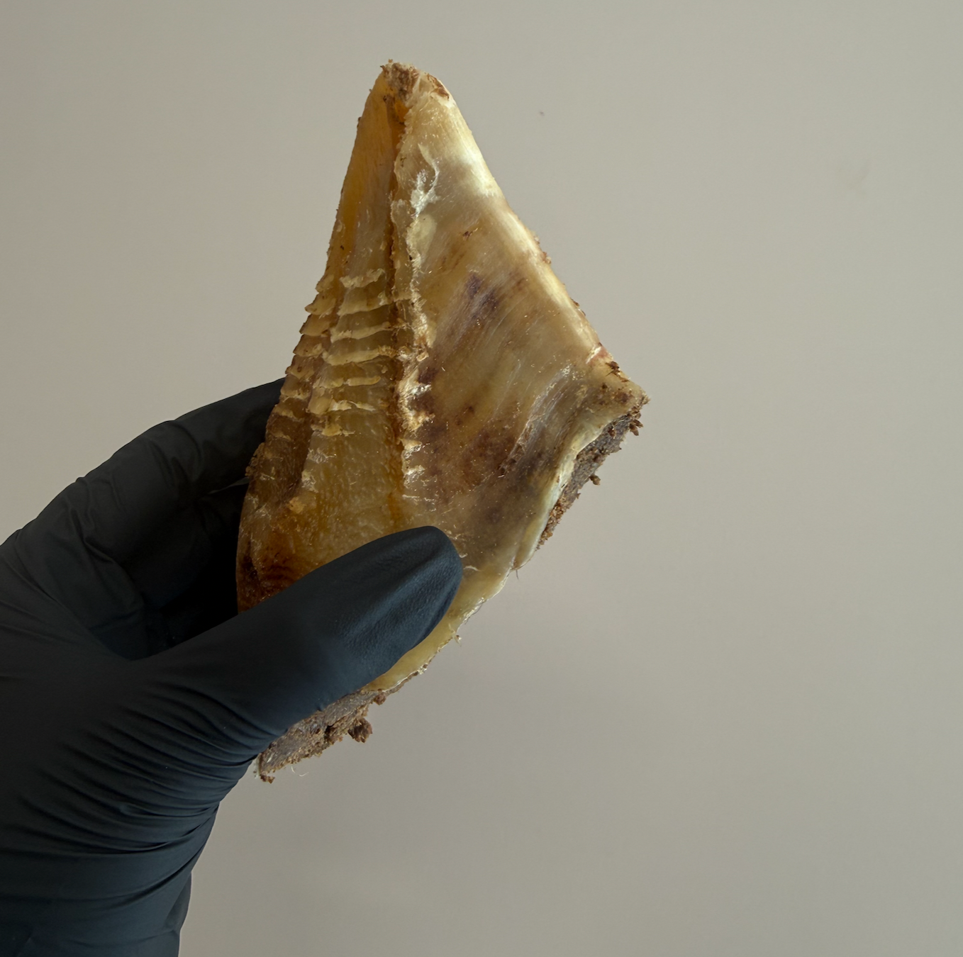 Meat Filled Beef Hooves – Protein-Rich Enrichment Chew For Dogs