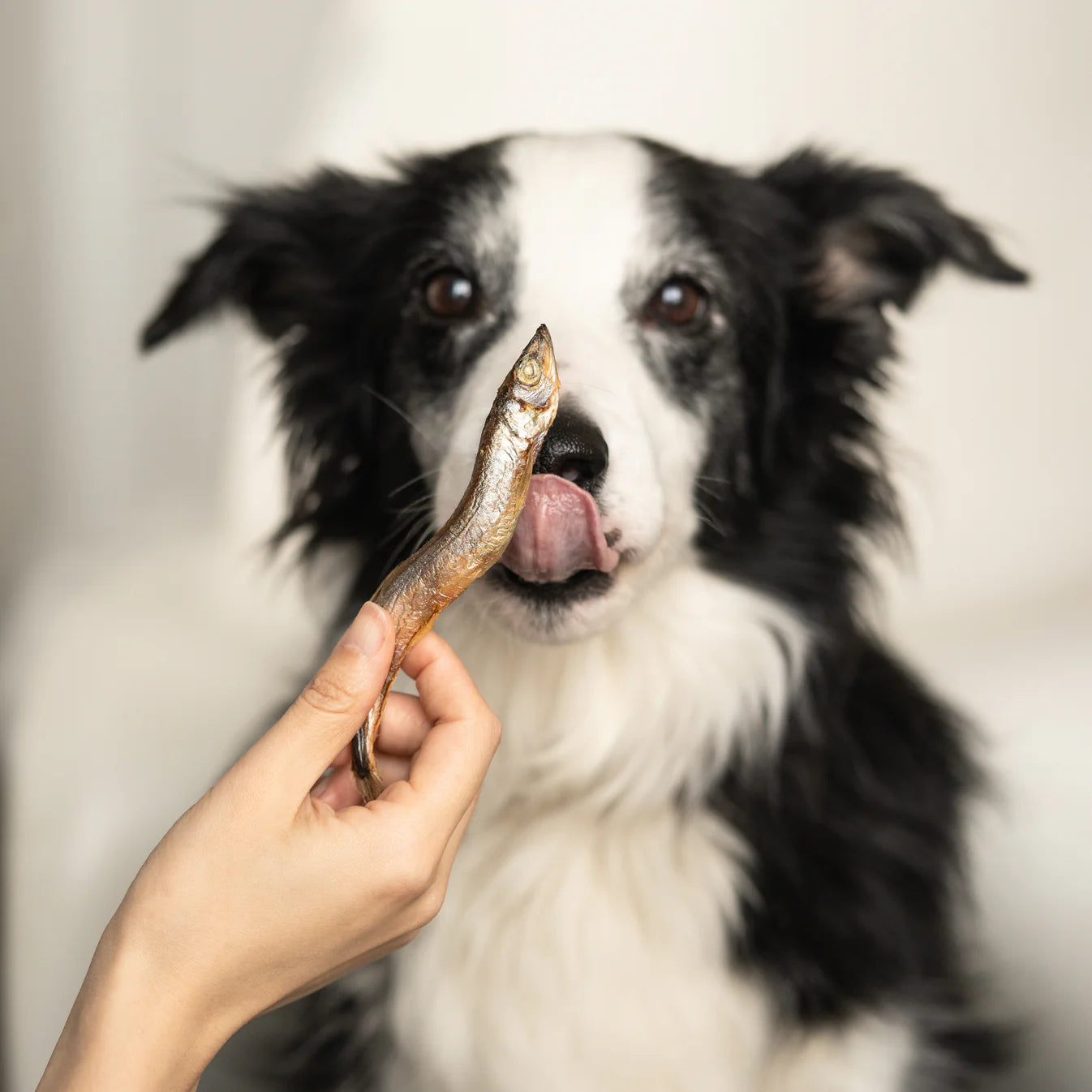 Waita Freeze‑Dried Capelin (40g) For Dogs & Cats