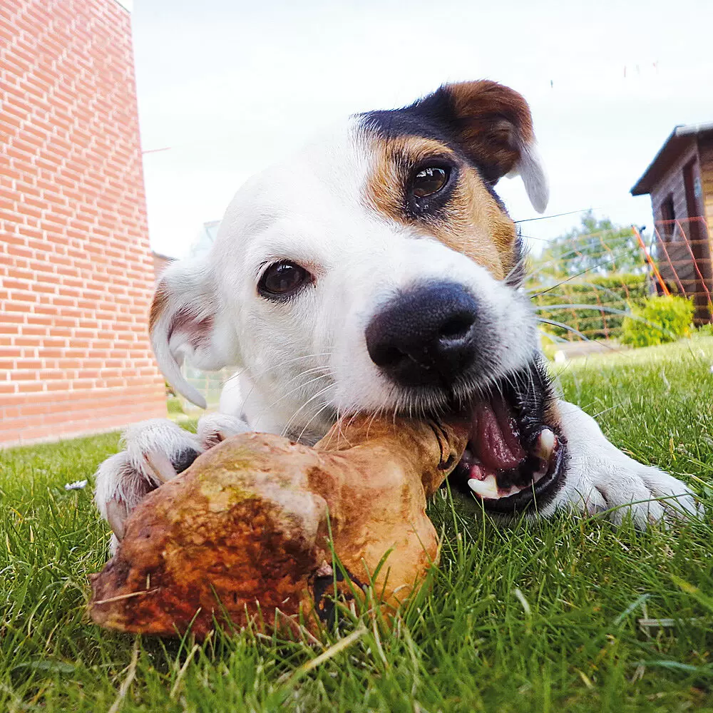 Medium Heather Root - A Non Splintering, Hardy Chew For Medium Sized Doggos
