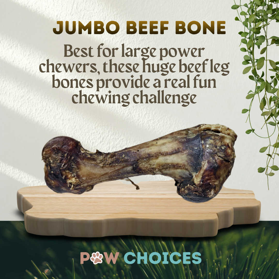 Postman's Leg - Dino Bone - Giant Beef Shin Bone