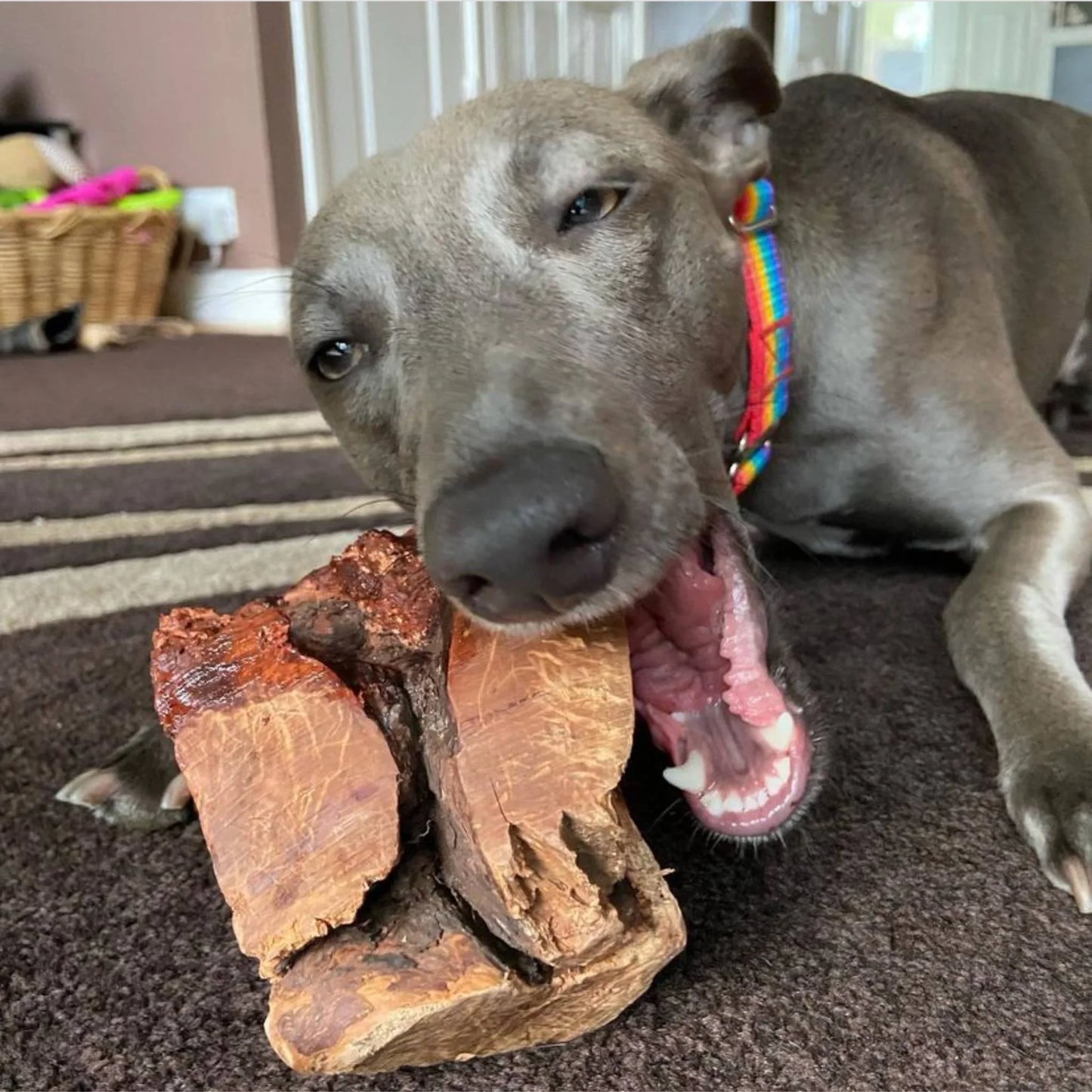 Large Heather Root - Durable, Natural & Non Splintering For Bigger Doggos
